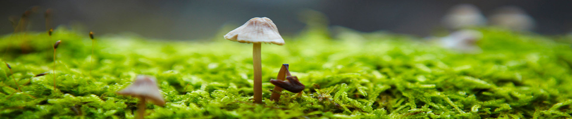 四川锶瑞特进出口贸易有限公司